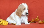 basset hound �t��ata BLANCHE