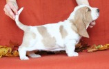 basset hound �t��ata BLANCHE