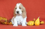 basset hound �t��ata BLANCHE