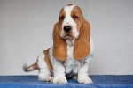 basset hound �t��ata BLANCHE