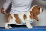 basset hound �t��ata BLANCHE
