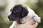 braque d'Auvergne puppies