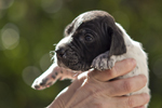braque d'Auvergne puppies