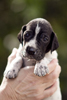 braque d'Auvergne puppies