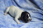 braque d'Auvergne puppies