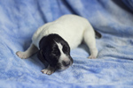 braque d'Auvergne puppies