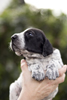 braque d'Auvergne puppies