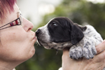braque d'Auvergne puppies