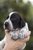 braque d'Auvergne puppies