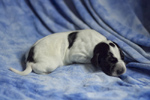 braque d'Auvergne puppies
