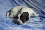 braque d'Auvergne puppies