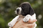 braque d'Auvergne puppies