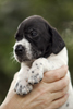 braque d'Auvergne puppies
