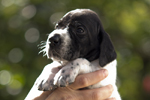 braque d'Auvergne puppies