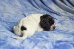 braque d'Auvergne puppies