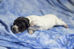 braque d'Auvergne puppies