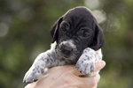 braque d'Auvergne puppies