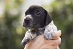 braque d'Auvergne puppies