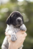 braque d'Auvergne puppies