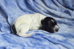 braque d'Auvergne puppies