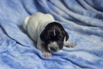 braque d'Auvergne puppies