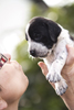 braque d'Auvergne puppies