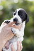 braque d'Auvergne puppies
