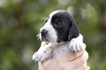 braque d'Auvergne puppies