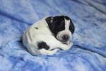 braque d'Auvergne puppies