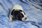 braque d'Auvergne puppies