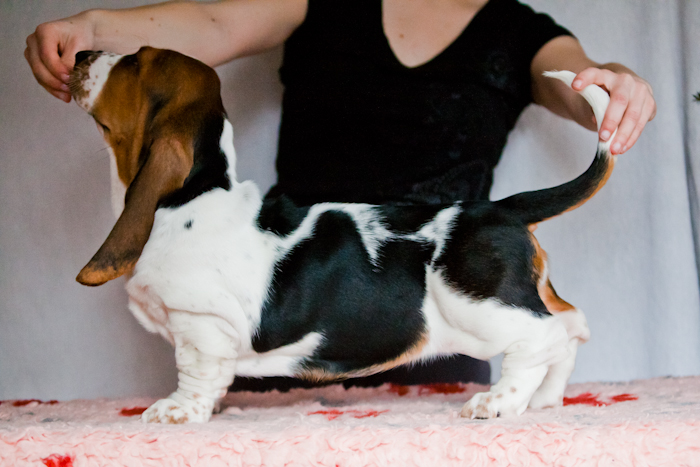 Basset Hound