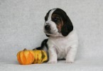 baset hound BRANDY