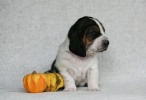 baset hound BRANDY