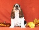basset hound BRANDY