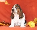 basset hound BRANDY