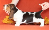 baset hound BRANDY