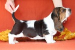 basset hound BRANDY