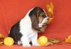 basset hound BRANDY