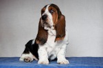 basset hound BRANDY