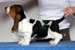 basset hound BRANDY