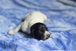 braque d'Auvergne puppies