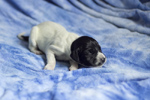 braque d'Auvergne puppies
