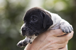 braque d'Auvergne puppies
