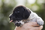 braque d'Auvergne puppies