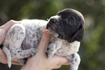 braque d'Auvergne puppies