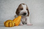 baset hound BUDWEISER