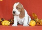 basset hound BUDWEISER