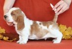 basset hound BUDWEISER
