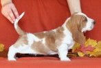 basset hound BUDWEISER
