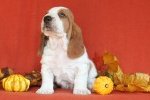 basset hound BUDWEISER